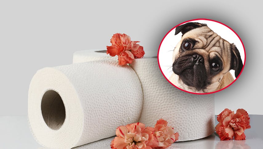 Mops-Klopapier
