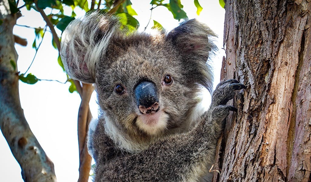 Koala im Auto