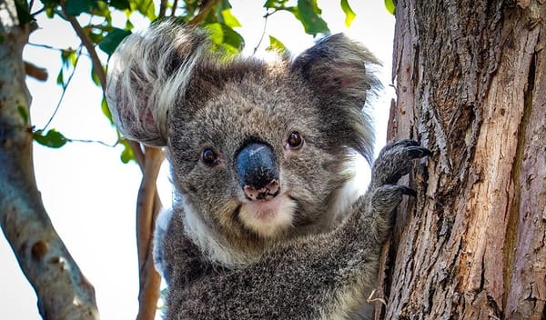 Koala im Auto