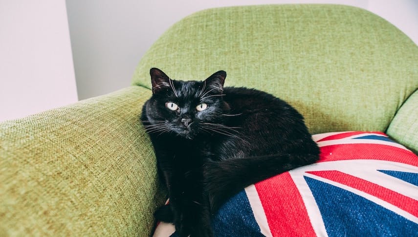 17 schwarze Kater gegen deinen Kater