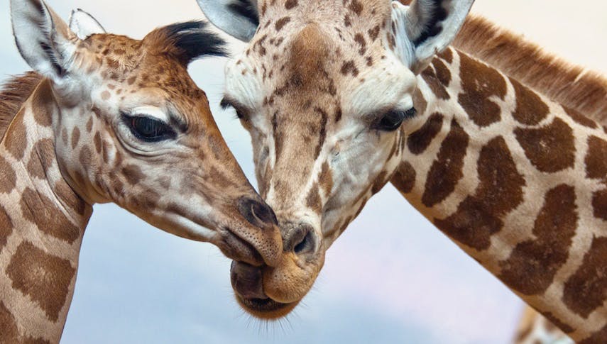Vom Aussterben bedroht: Rettet die Giraffe!