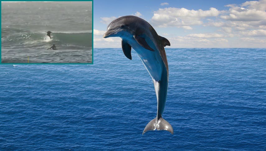 Gibt’s nur in Australien: Delfin mit Surfer kollidiert!
