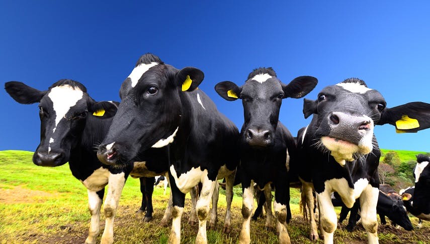 So ein „Rindergarten”: Türkei weist holländische Kühe aus!