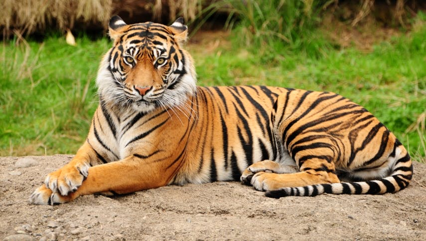 7 berühmte Tiger, die garantiert jeder kennt