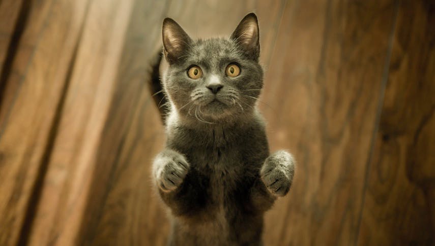 Diese 9 Katzen Gifs zeigen, warum wir Katzen lieben – und hassen!
