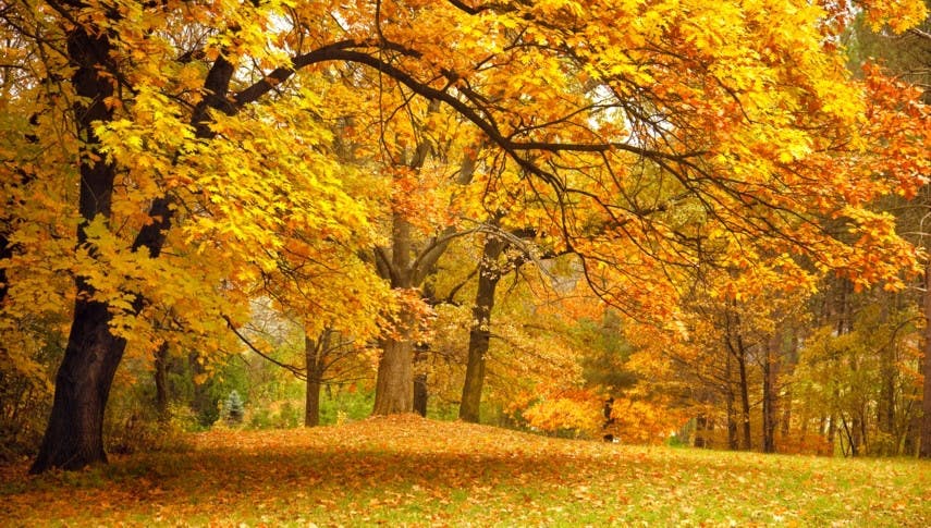 Der Herbst ist toll: 9 Gründe, warum die beste Jahreszeit in den Startlöchern steht