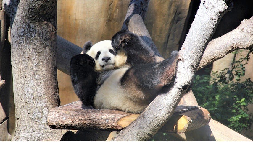 Nur ein Best of Video von süßen Pandas, die immer wieder hinfallen