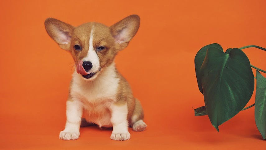 Gestresste Studenten können jetzt in Puppy Rooms mit Welpen kuscheln