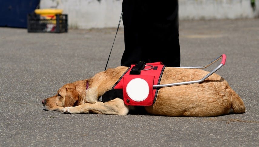Blindenhund und Co. — wenn Tiere Menschen helfen