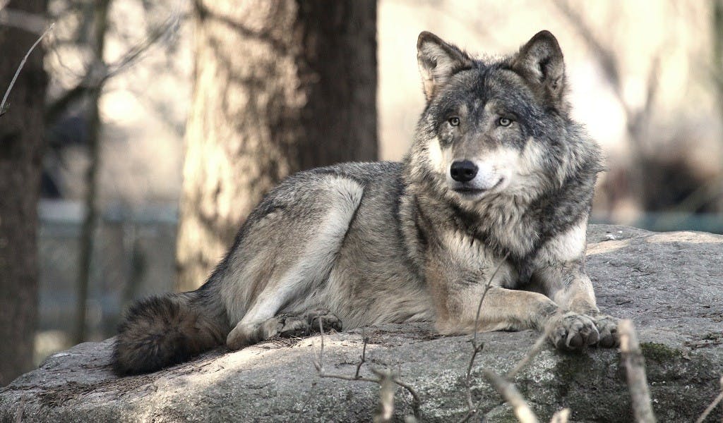Artenschutz ja, aber … Die Angst vor dem bösen Wolf