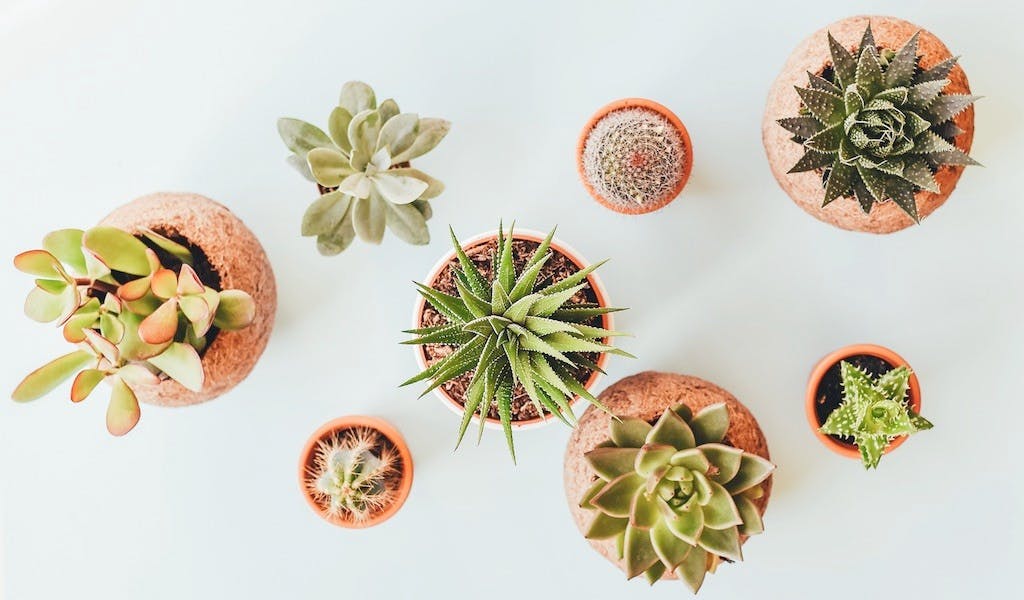 Urban Jungle-Love: Die 5 coolsten Instagram-Accounts für Pflanzen-Fans