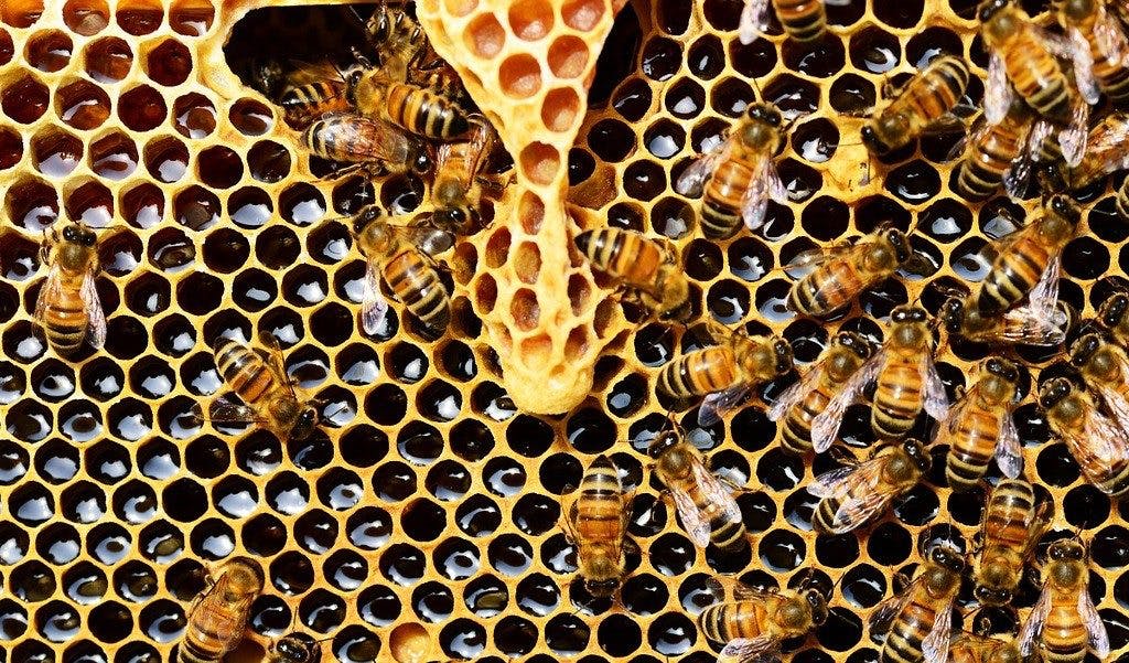Die unverwüstlichen Bienen von Notre Dame: So haben sie den Brand überlebt