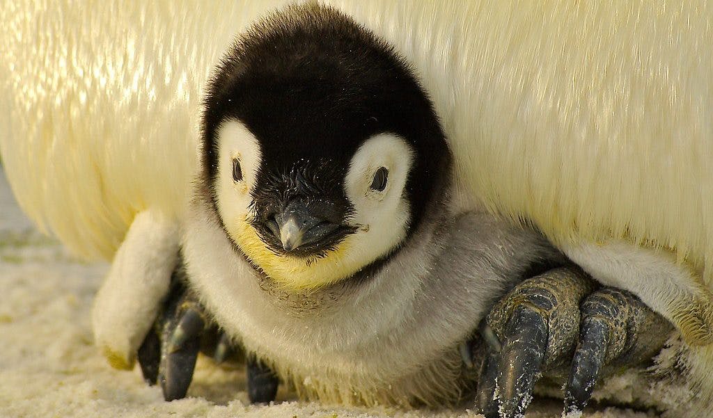 Alltagsfragen: Warum können Pinguine nicht fliegen?