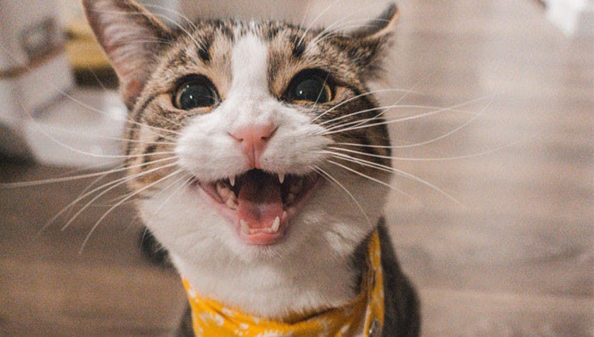 Cat-Content-Alarm: Wer kennt diese 9 Plattencover mit Katzen?