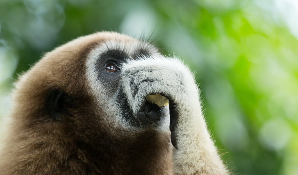 Artensterben: Diese Tiere sind im 21. Jahrhundert bereits von der Erde verschwunden