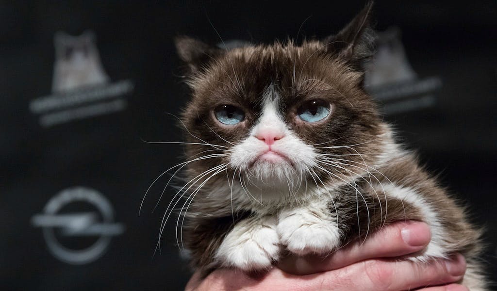 Grumpy Cat ist tot: „Manche Tage sind grumpier als andere”