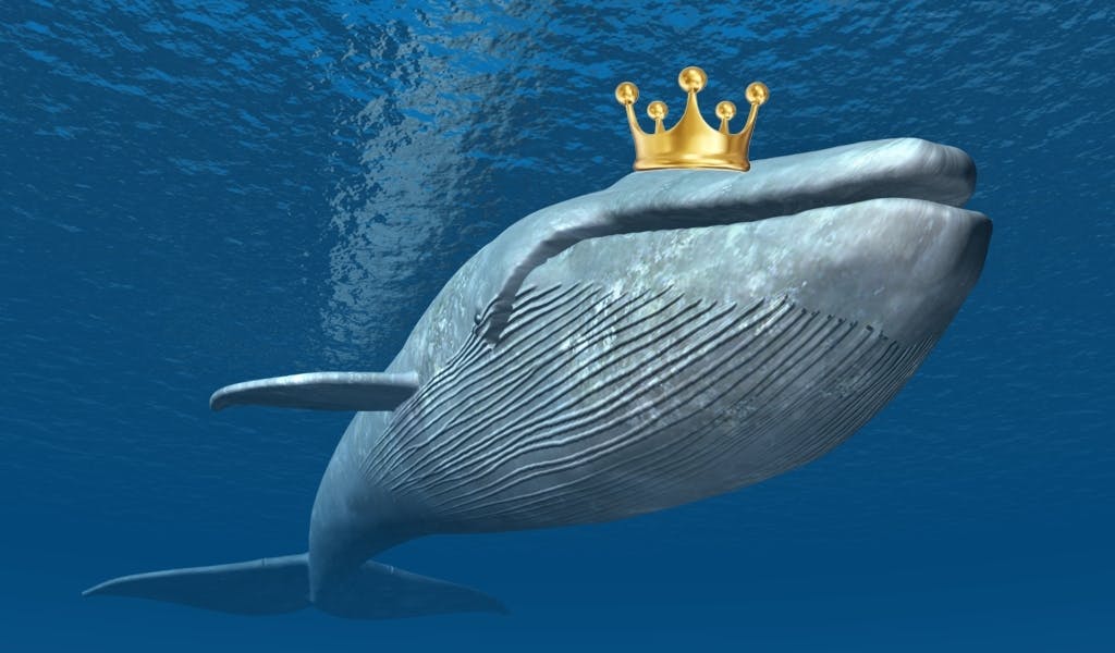 Zoo bizarr: Das Trumpeltier trifft den Prinzen der Wale