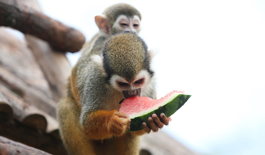Wenn Tiere Wassermelone essen: Diese 10 Schmatz-Momente sind zum Quieken