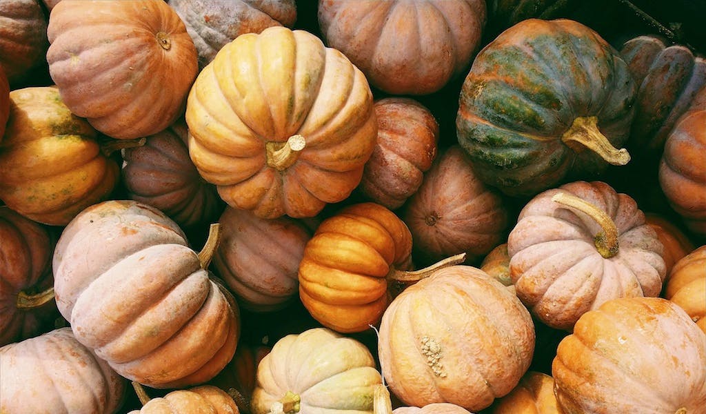 Pumpkin-Season: ON — 7 interessante Kürbis Fakten