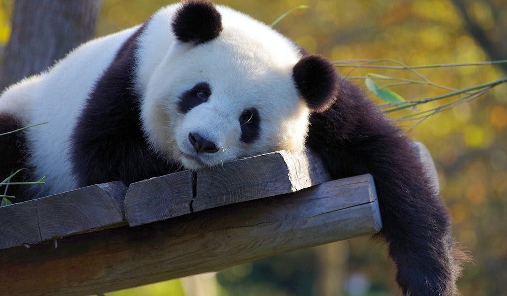 Putziger Nachwuchs im Zoo Berlin: Das sind Deutschlands erste Panda-Babys!