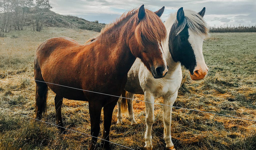 Flugmeilen statt Reitstunden: Warum dir schon bald ein Pony im Flieger begegnen könnte