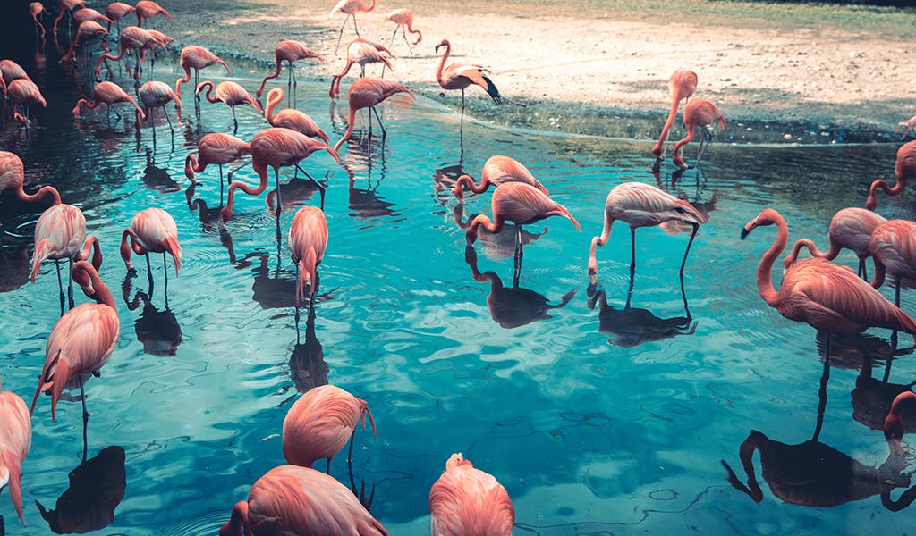 Alltagsfragen: Warum sind Flamingos rosa?