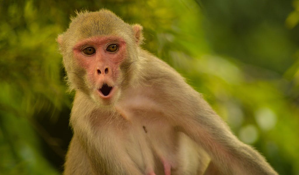 Tierischer Dieb: Affe klaut Smartphone und macht Selfies