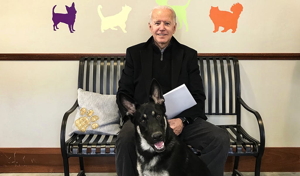 First Dogs: Die Haustiere der US-Präsidenten von John F. Kennedy bis Joe Biden