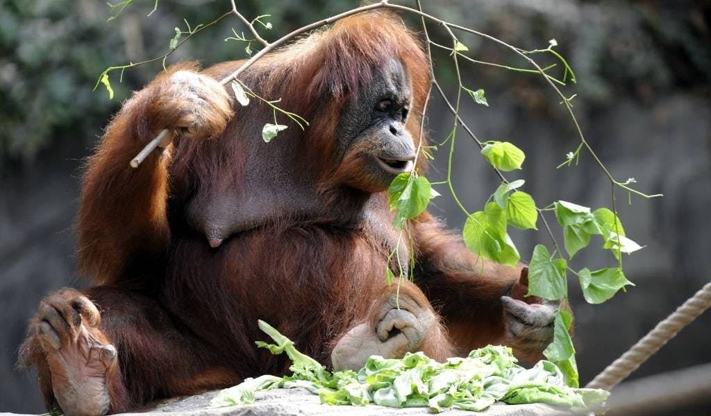 Orang-Utan-Dame im Guinness-Buch: So alt ist Bella aus Hagenbeck