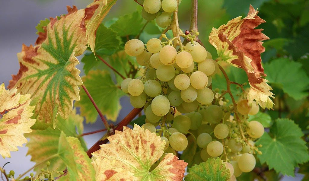 Ist Wein gesund? Der besondere Traubensaft im Check